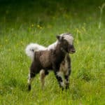 Bébé Yak Qui s'amuse