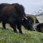 yakindreni.ch Élevage de yak pédagogique