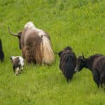 Les Yaks Vivent en Tribu
