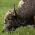 Yak Indreni élevage suisse