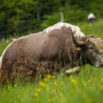 Yak Indreni élevage suisse