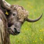 Yak doméstique