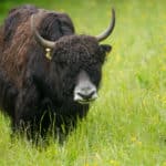 Yak Suisse Romande