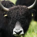 Elevage de Yaks