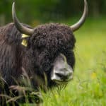 Elevage de Yak