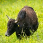 yak indreni élevage Suisse