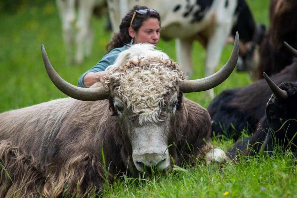 Yak Indreni : L’Aventure Unique des Yaks dans le Val-de-Ruz