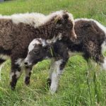 Petits Yaks