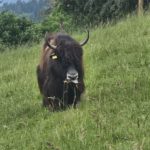 64c15399-872f-4972-be50-8b0c5aec5ef5