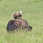 elevage du yak en suisse